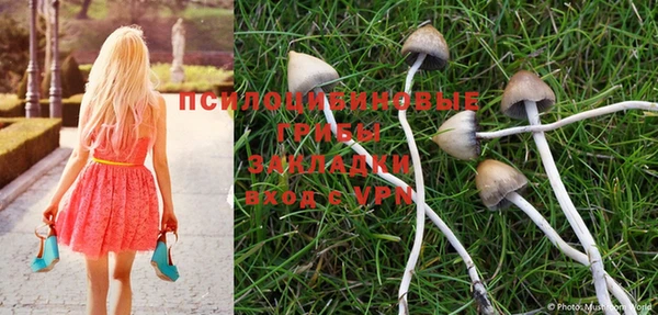PSILOCYBIN Новокубанск